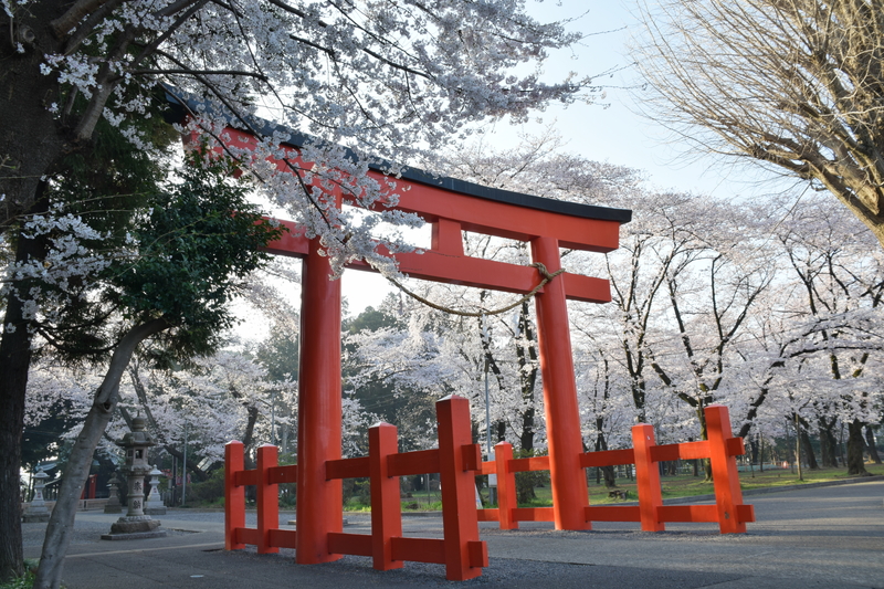 桜　諏訪神社